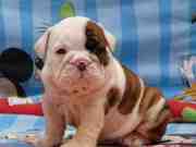  Healthy Gorgeous English Bulldog Puppies Available* 